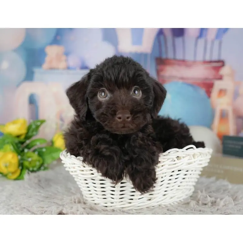 販売中の茨城県のトイプードル-454097の6枚目