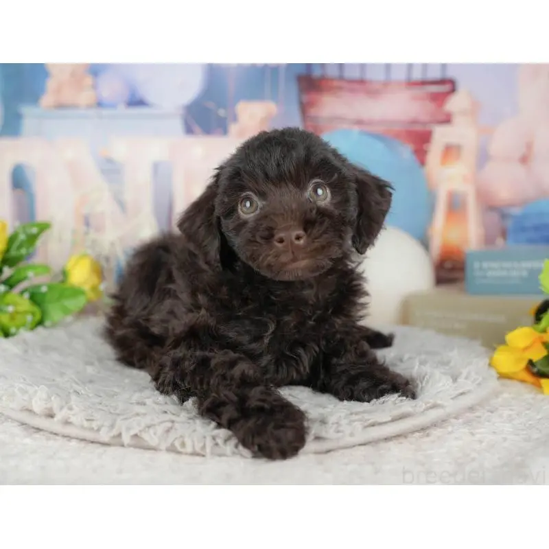 販売中の茨城県のトイプードル-454097の5枚目