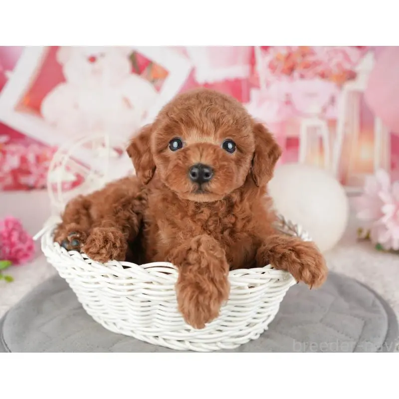 販売中の茨城県のトイプードル-454094の11枚目