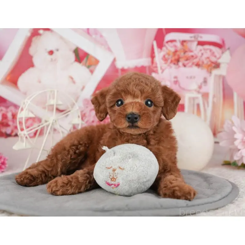 販売中の茨城県のトイプードル-454094の10枚目