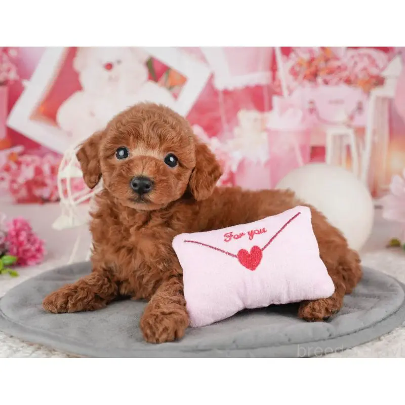 販売中の茨城県のトイプードル-454094の9枚目