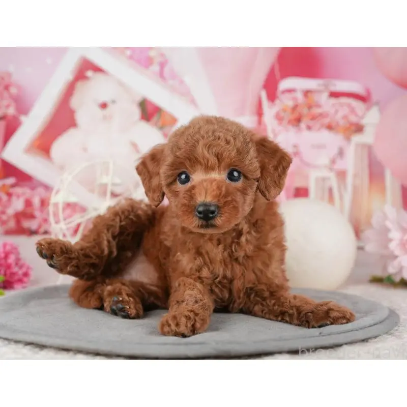 販売中の茨城県のトイプードル-454094の6枚目