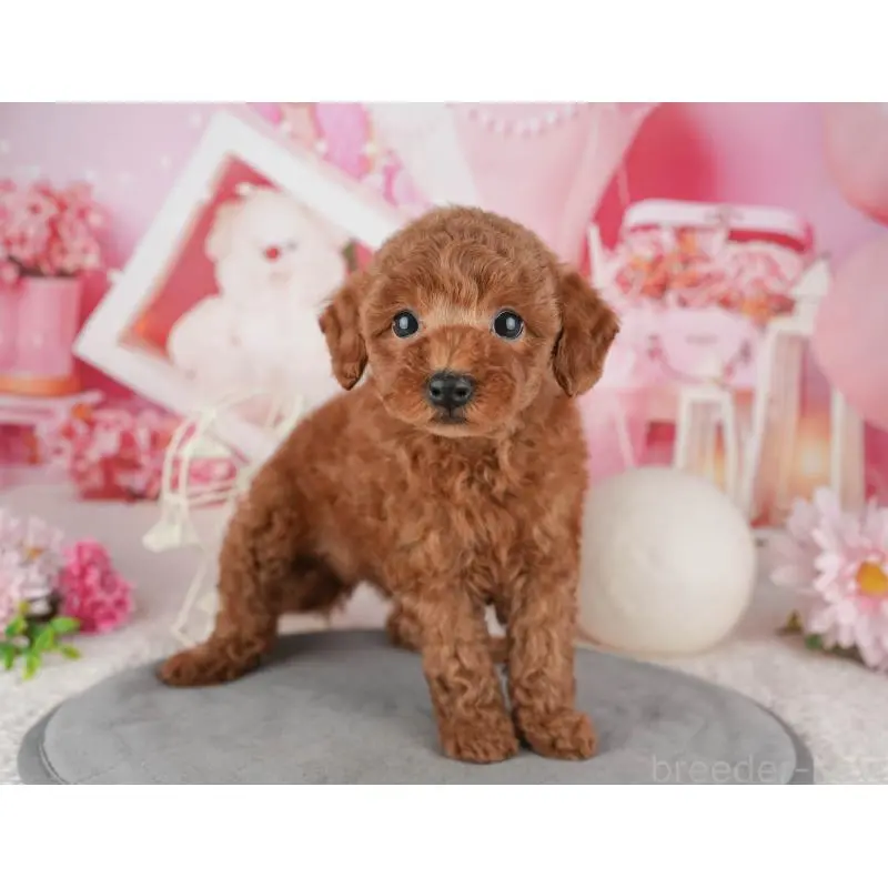 販売中の茨城県のトイプードル-454094の4枚目