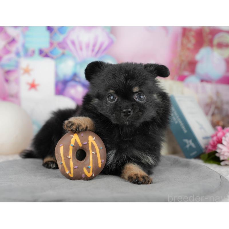 販売中の茨城県のポメチワ:ポメラニアン×チワワ-454090の9枚目