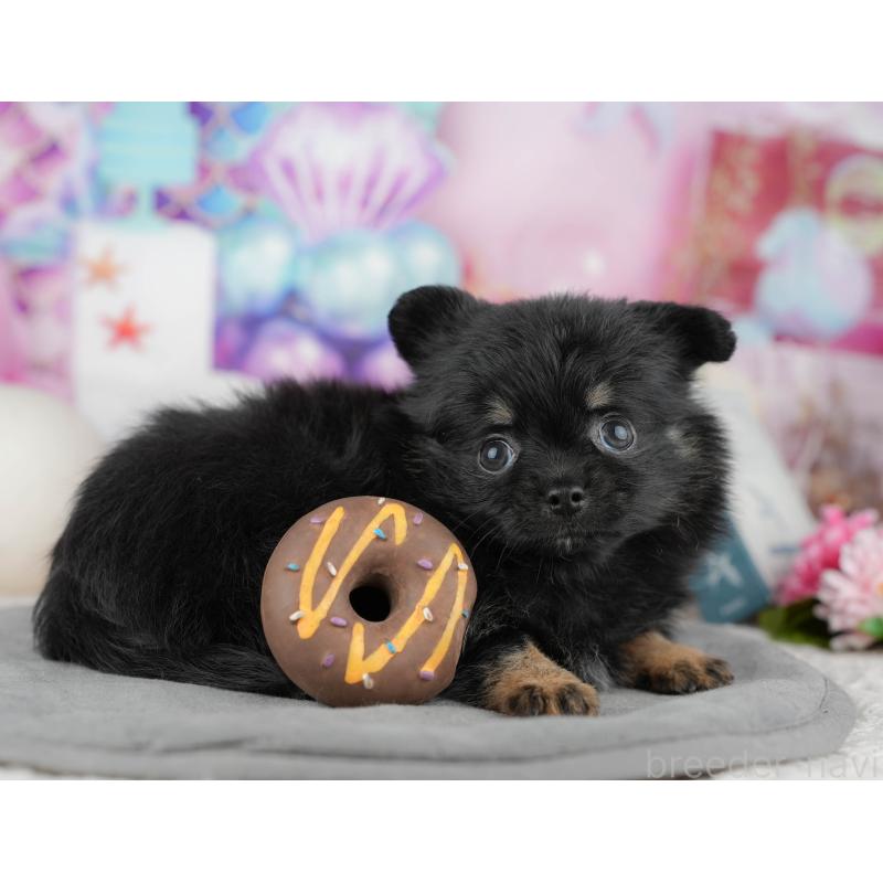 販売中の茨城県のポメチワ:ポメラニアン×チワワ-454090の8枚目