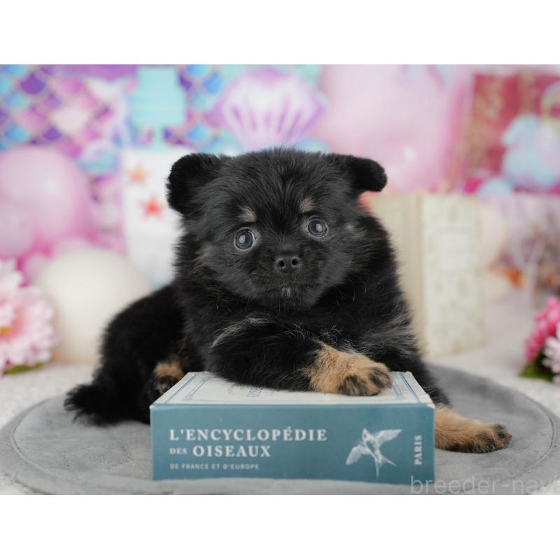 販売中の茨城県のポメチワ:ポメラニアン×チワワ-454090の6枚目