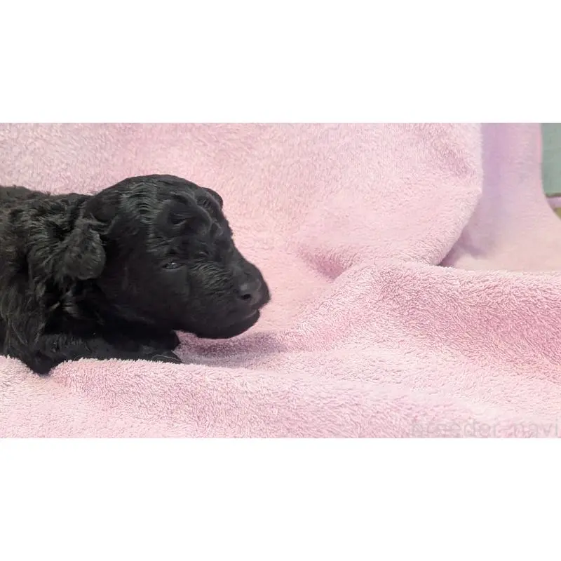 販売中の熊本県のトイプードル-453913の3枚目