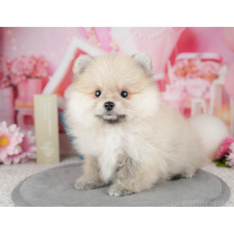 販売中の茨城県のポメラニアン-454089の12枚目