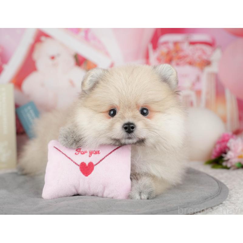 販売中の茨城県のポメラニアン-454089の11枚目