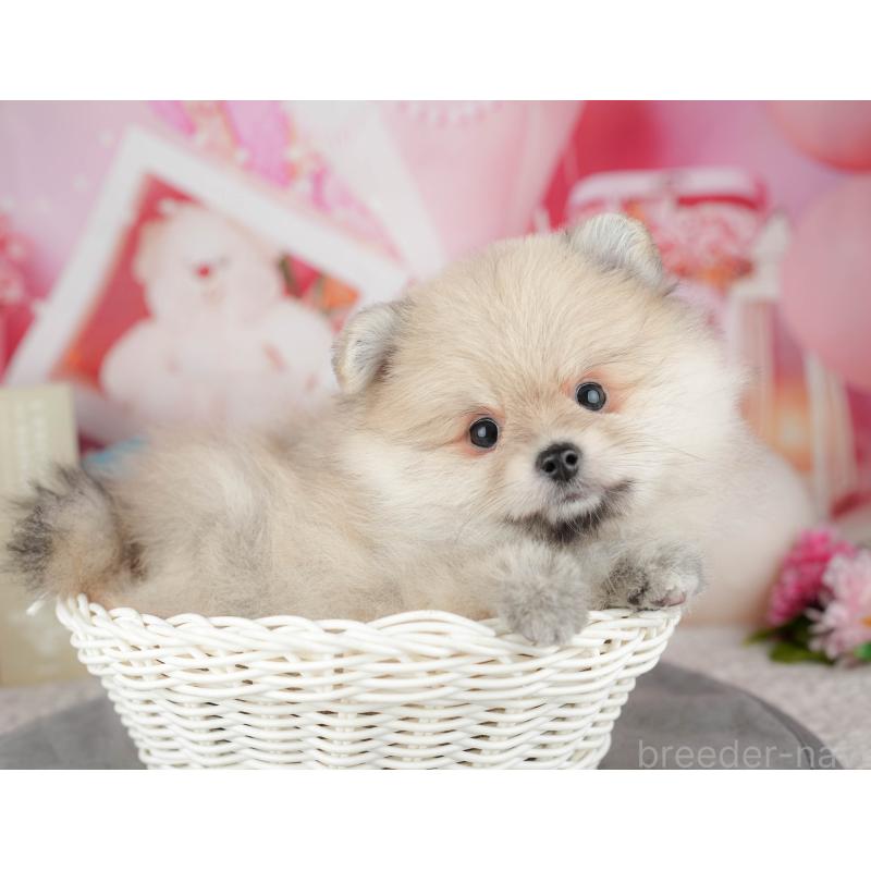 販売中の茨城県のポメラニアン-454089の10枚目