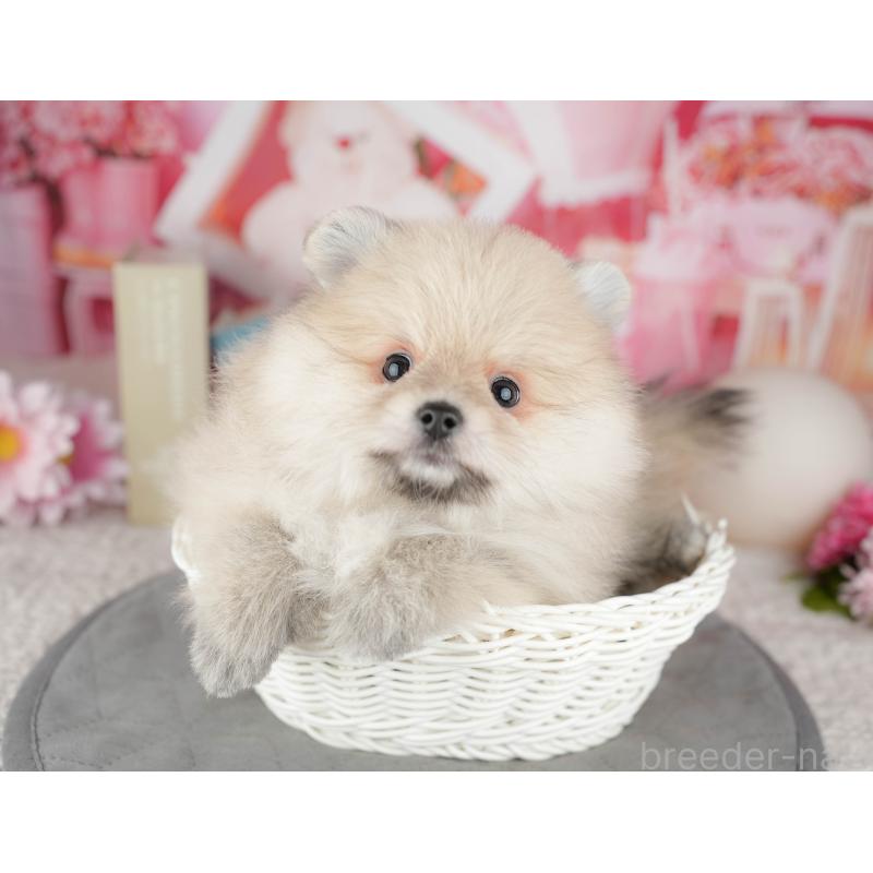 販売中の茨城県のポメラニアン-454089の9枚目