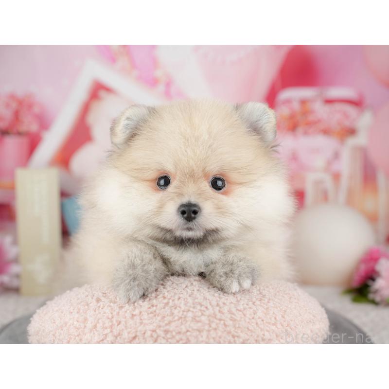 販売中の茨城県のポメラニアン-454089の6枚目