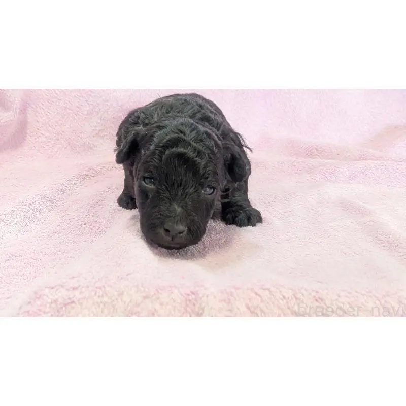 販売中の熊本県のトイプードル-453914の3枚目