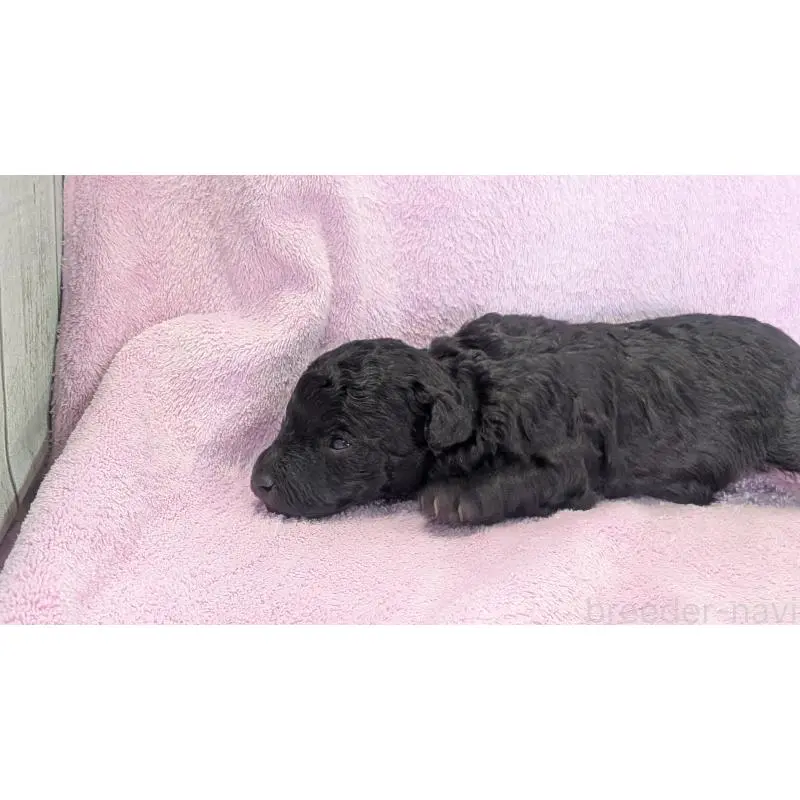 販売中の熊本県のトイプードル-453914の2枚目