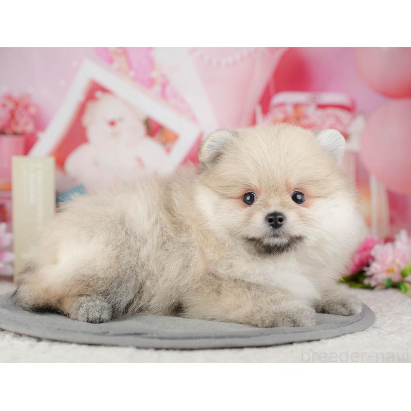 販売中の茨城県のポメラニアン-454089の4枚目