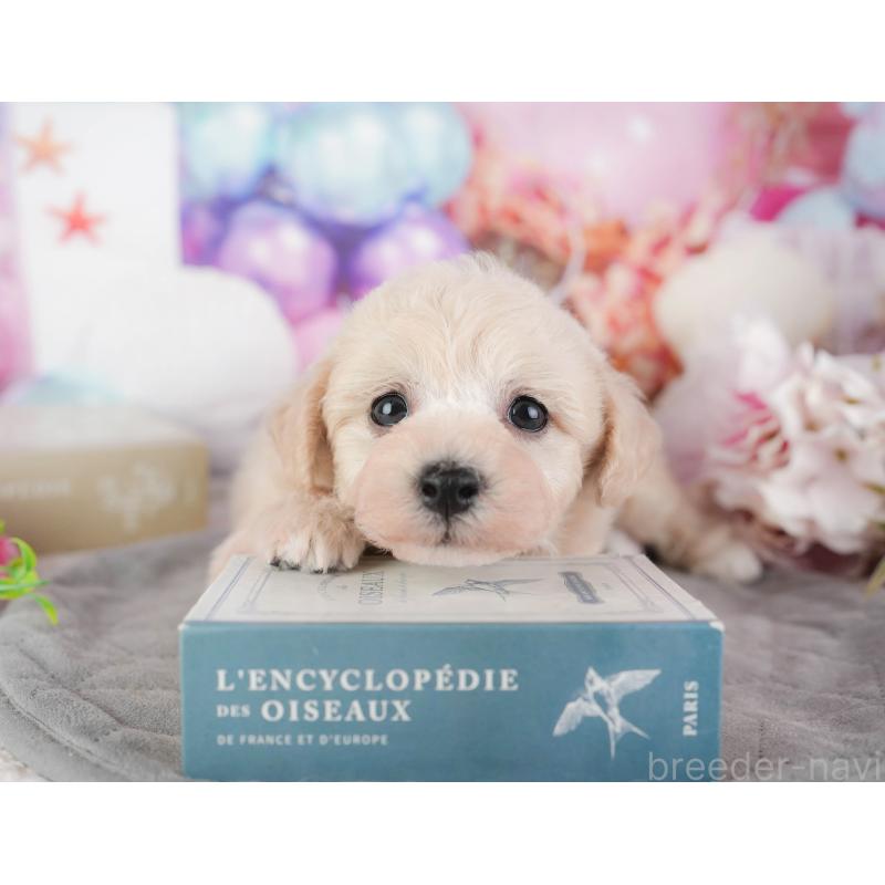 販売中の茨城県のビションプー:ビションフリーゼ×トイプードル-454088の6枚目