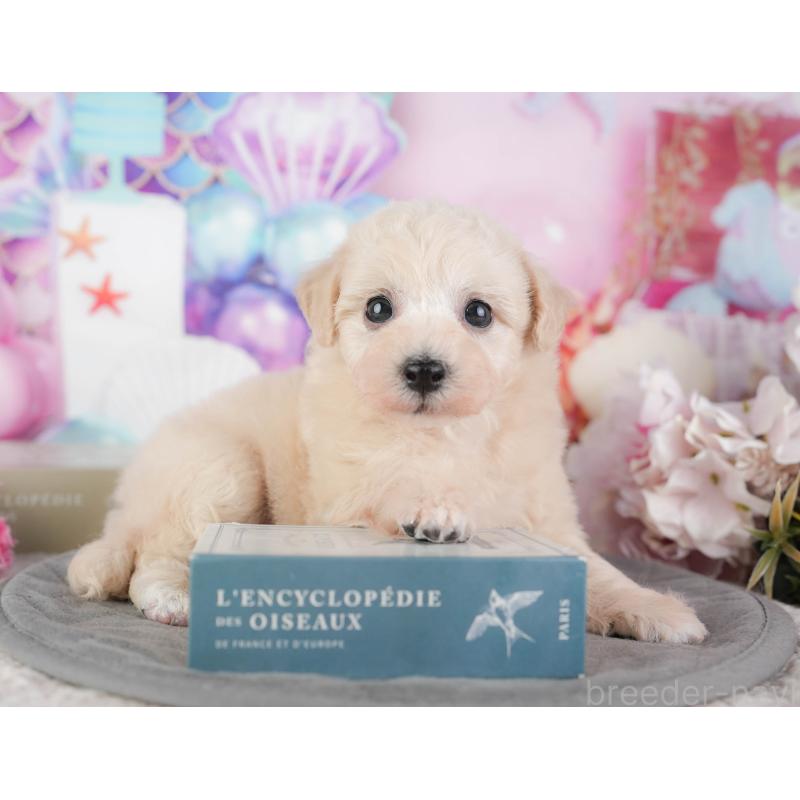 販売中の茨城県のビションプー:ビションフリーゼ×トイプードル-454088の5枚目