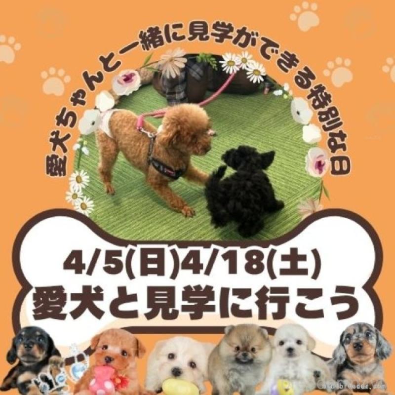 販売中の茨城県のビションプー:ビションフリーゼ×トイプードル-454085の18枚目