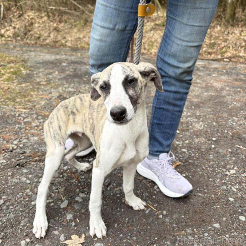 販売中の静岡県のウィペット-453916の9枚目