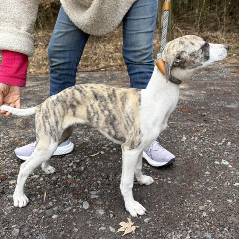 販売中の静岡県のウィペット-453916の8枚目