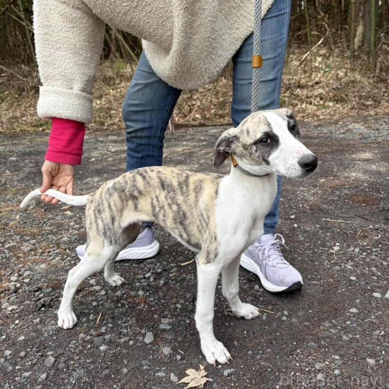 販売中の静岡県のウィペット-453916の7枚目