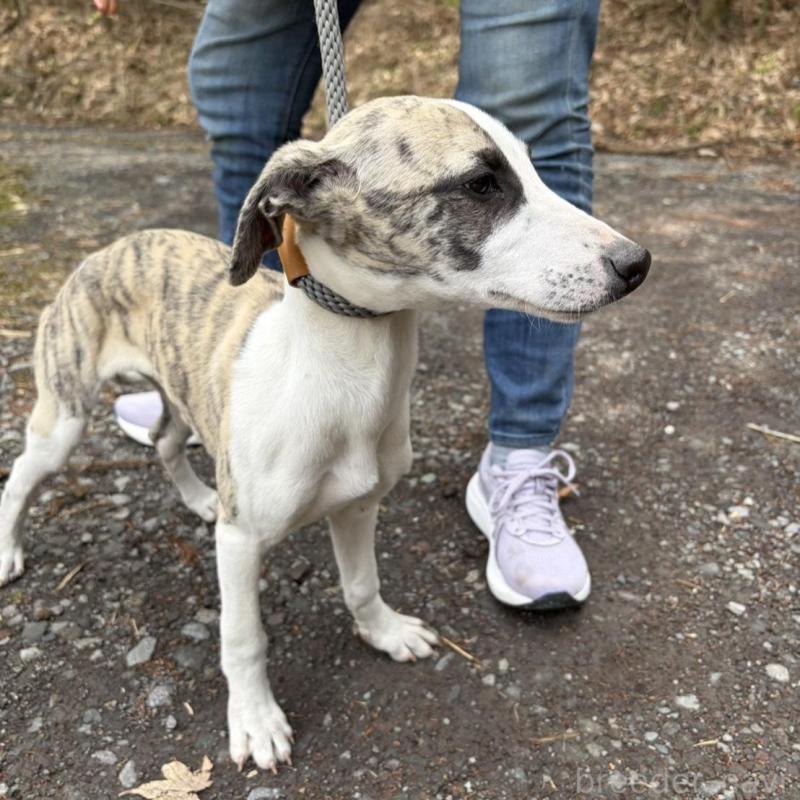 販売中の静岡県のウィペット-453916の6枚目