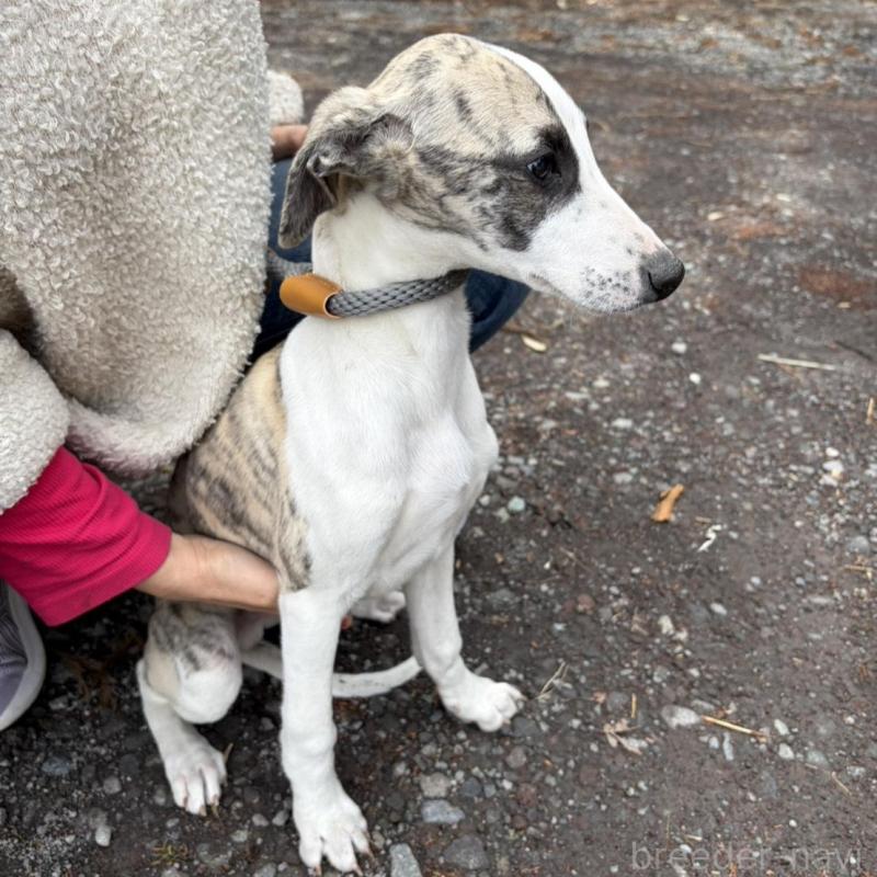 販売中の静岡県のウィペット-453916の5枚目