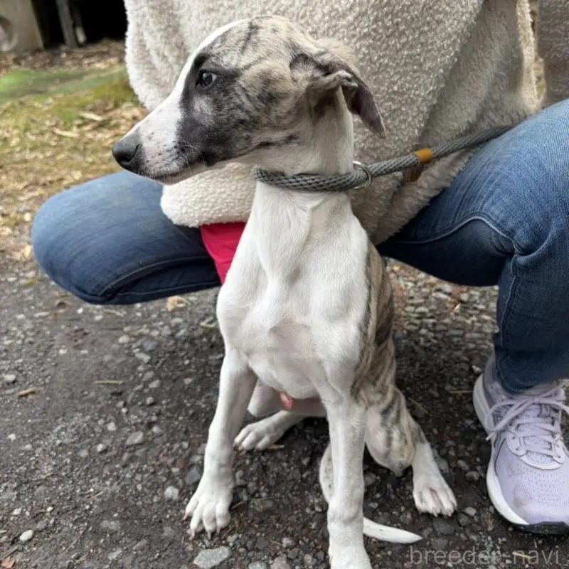 販売中の静岡県のウィペット-453916の4枚目