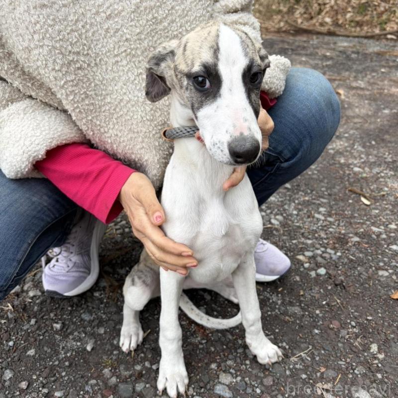 販売中の静岡県のウィペット-453916の3枚目