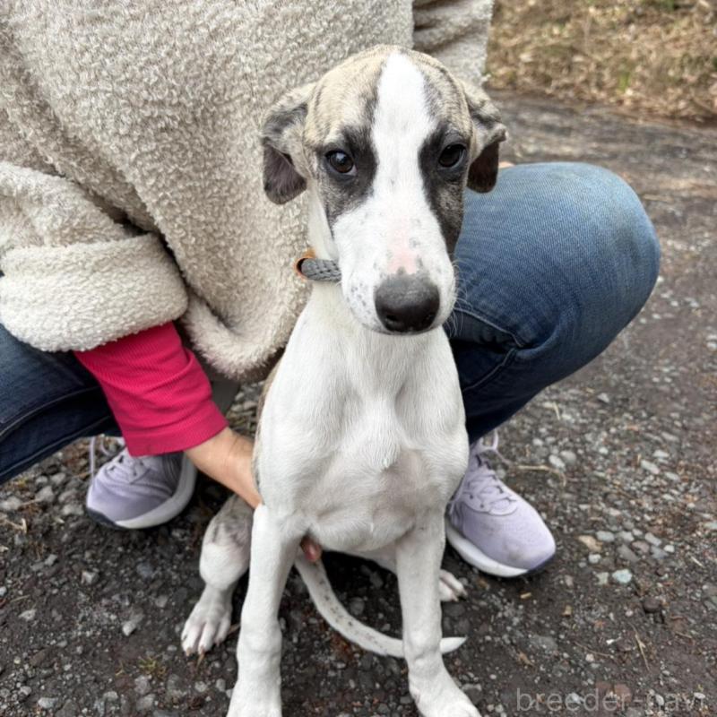 販売中の静岡県のウィペット-453916の2枚目