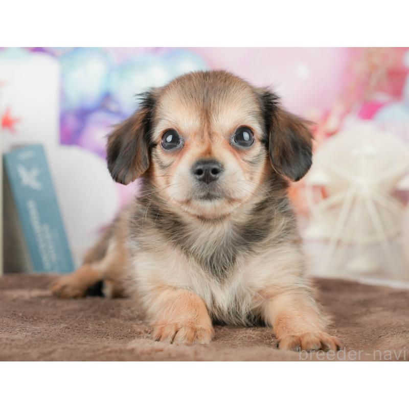 販売中の茨城県のチワックス:チワワ×ミニチュアダックスフンド-454065の12枚目