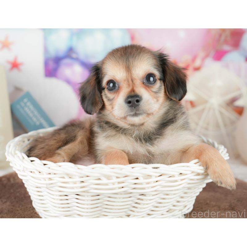 販売中の茨城県のチワックス:チワワ×ミニチュアダックスフンド-454065の11枚目