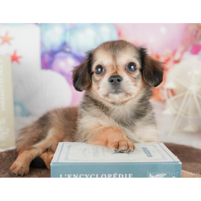 販売中の茨城県のチワックス:チワワ×ミニチュアダックスフンド-454065の10枚目