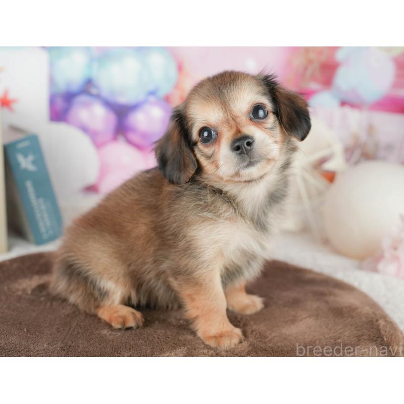 販売中の茨城県のチワックス:チワワ×ミニチュアダックスフンド-454065の8枚目