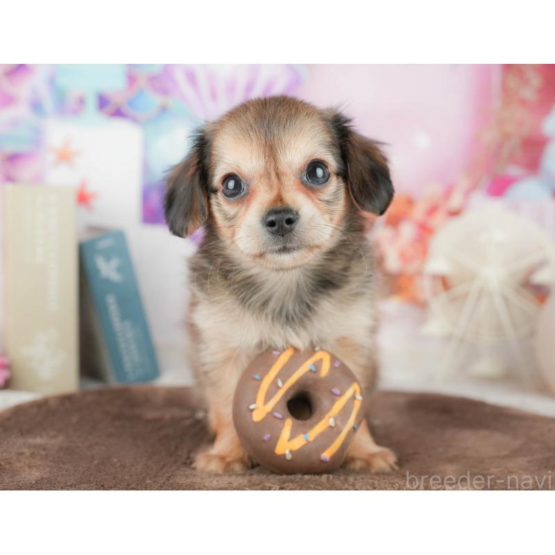 販売中の茨城県のチワックス:チワワ×ミニチュアダックスフンド-454065の7枚目