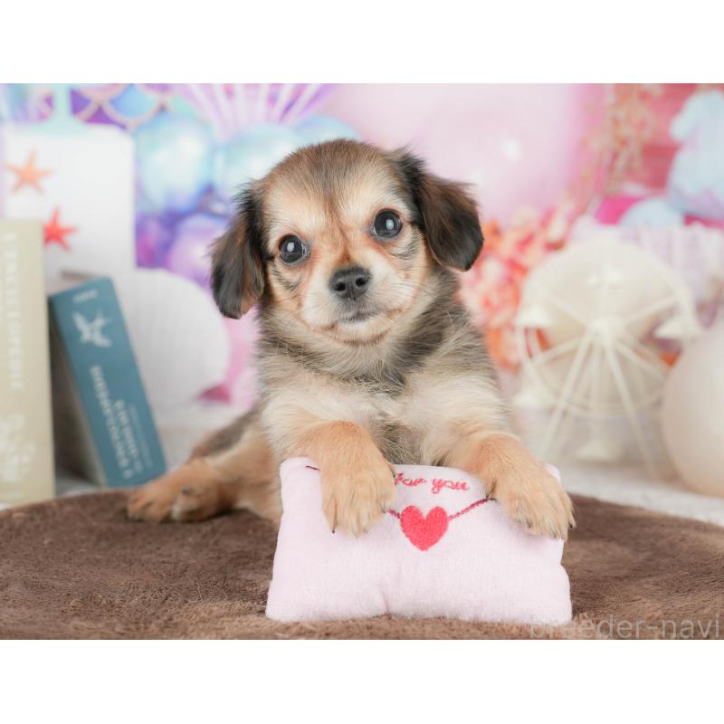 販売中の茨城県のチワックス:チワワ×ミニチュアダックスフンド-454065の6枚目