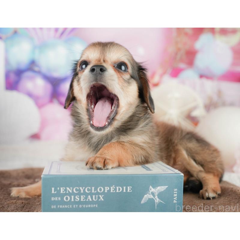 販売中の茨城県のチワックス:チワワ×ミニチュアダックスフンド-454065の4枚目