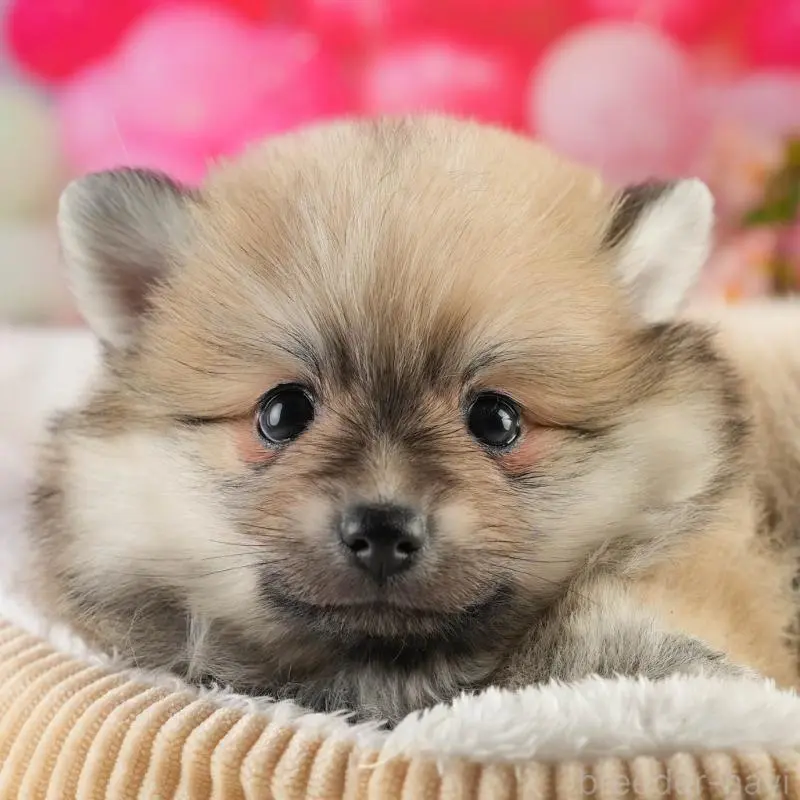 販売中の茨城県のポメラニアン-454039の8枚目