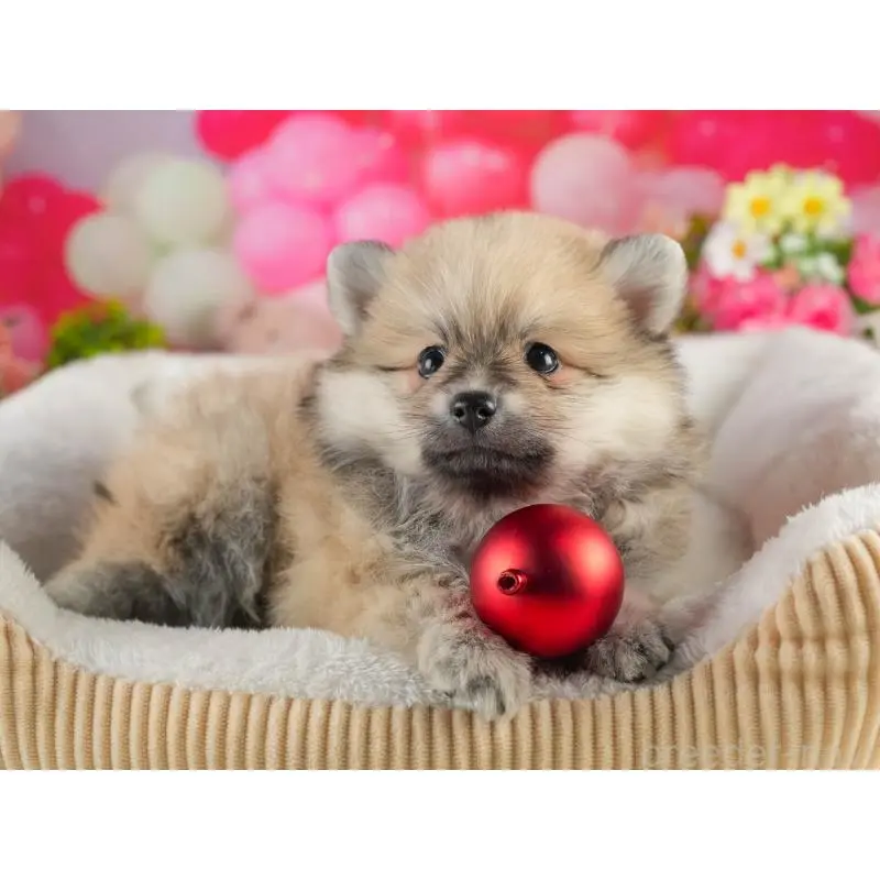 販売中の茨城県のポメラニアン-454039の7枚目