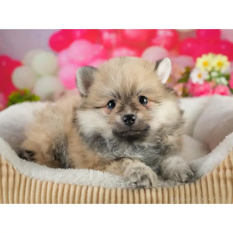 販売中の茨城県のポメラニアン-454039の6枚目