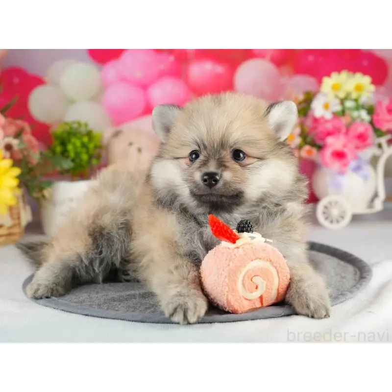 販売中の茨城県のポメラニアン-454039の4枚目