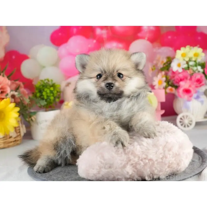 販売中の茨城県のポメラニアン-454039の3枚目