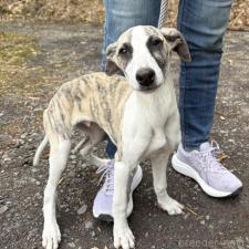 ♀︎ウィペット