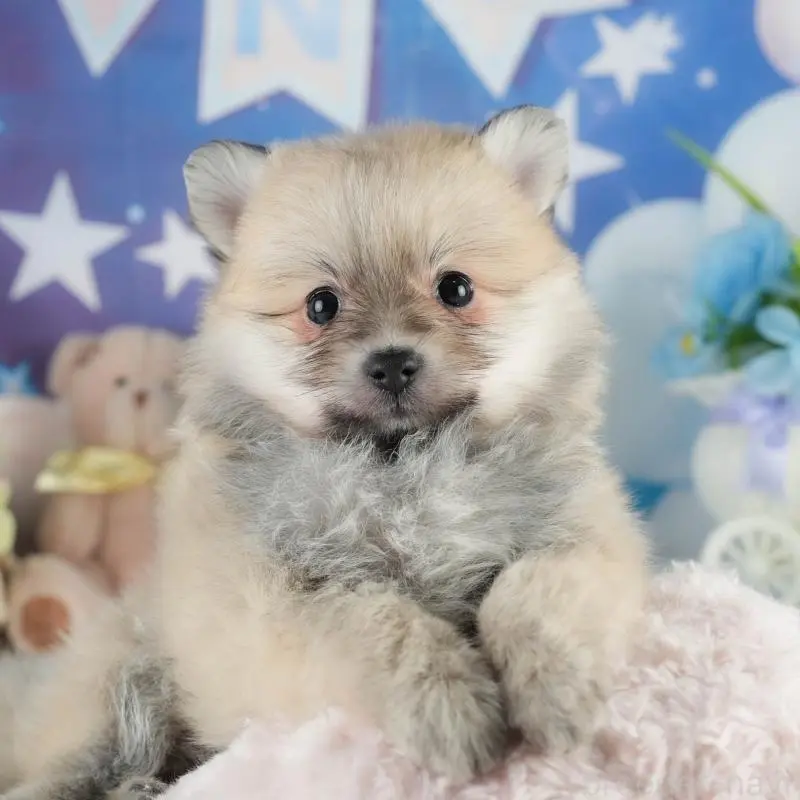 販売中の茨城県のポメラニアン-454037の8枚目