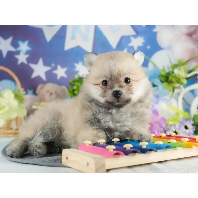 販売中の茨城県のポメラニアン-454037の7枚目