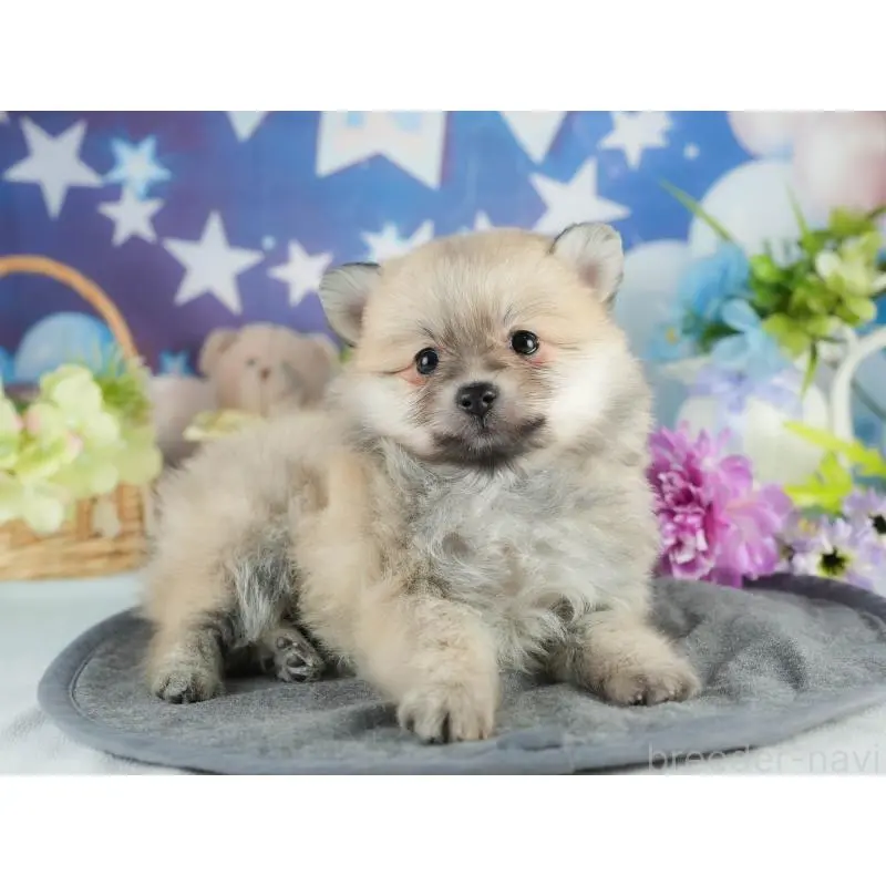 販売中の茨城県のポメラニアン-454037の6枚目