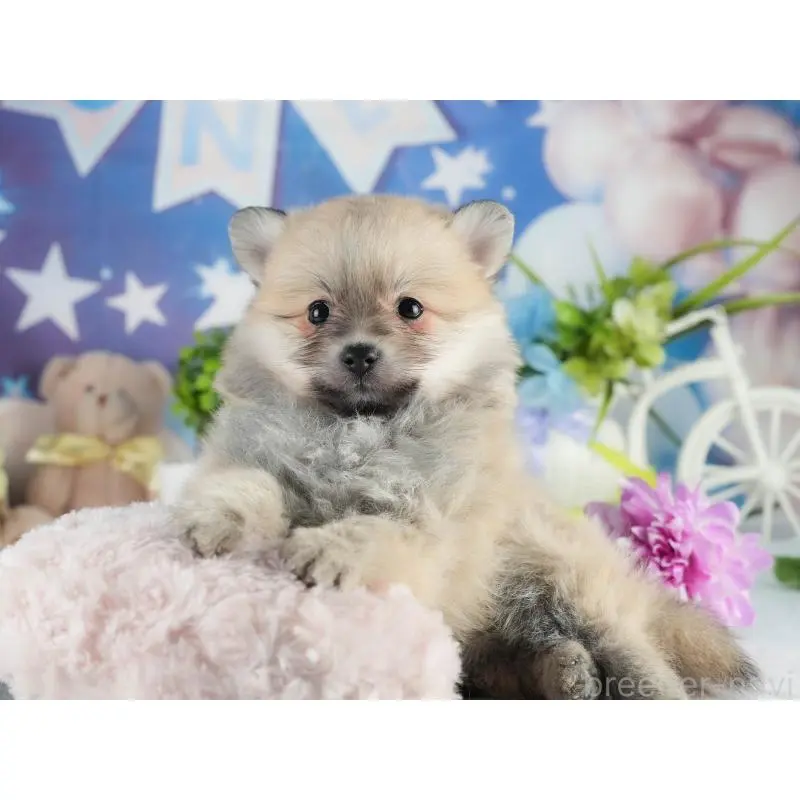 販売中の茨城県のポメラニアン-454037の5枚目