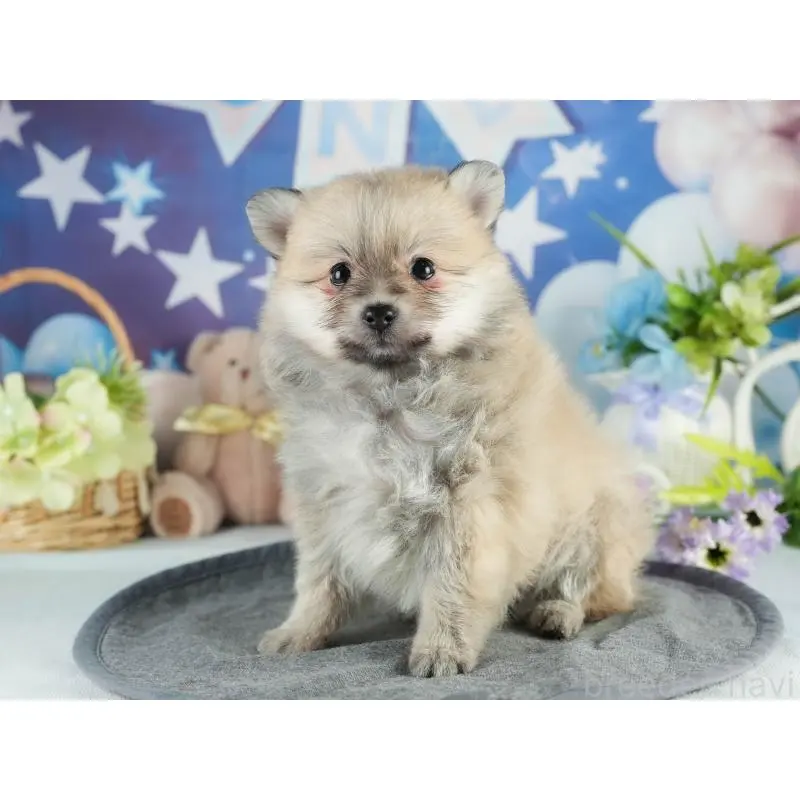 販売中の茨城県のポメラニアン-454037の3枚目