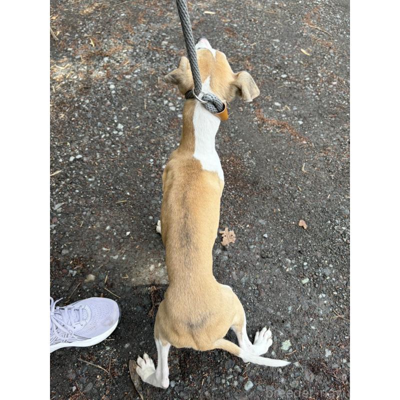 販売中の静岡県のウィペット-453918の11枚目