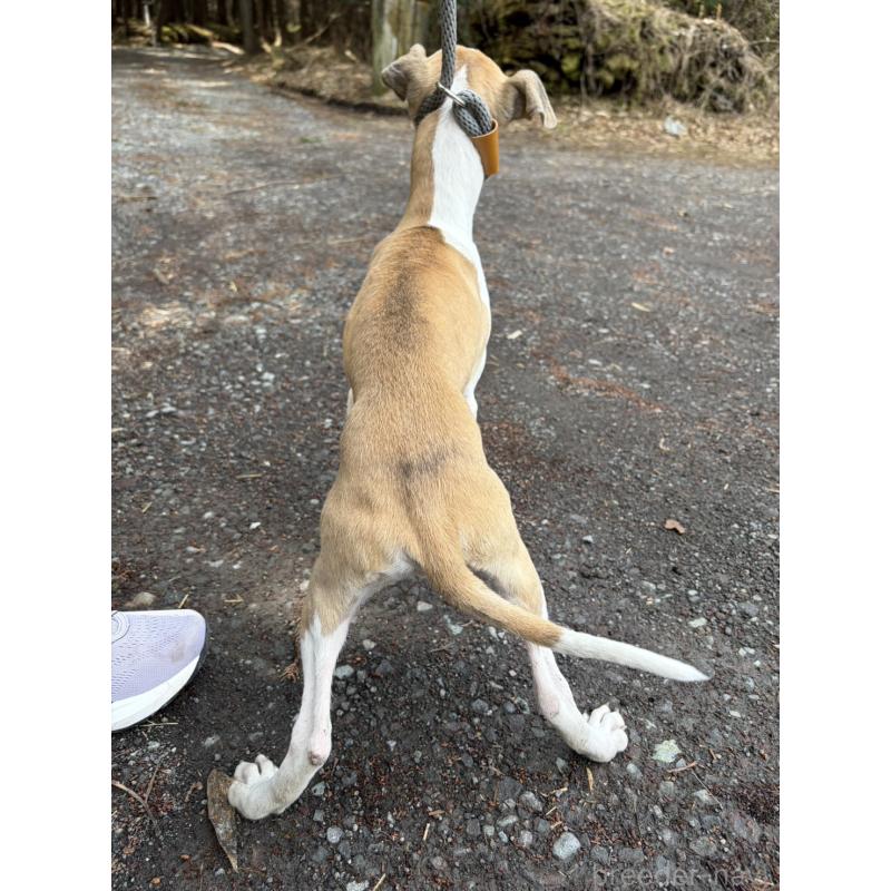 販売中の静岡県のウィペット-453918の10枚目